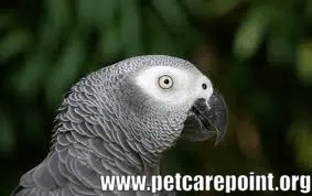 Names of parrots