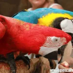 Names of parrots