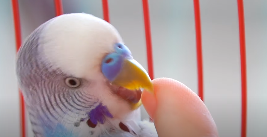 How To Stop A Parrot From Biting