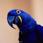 types of blue parrots