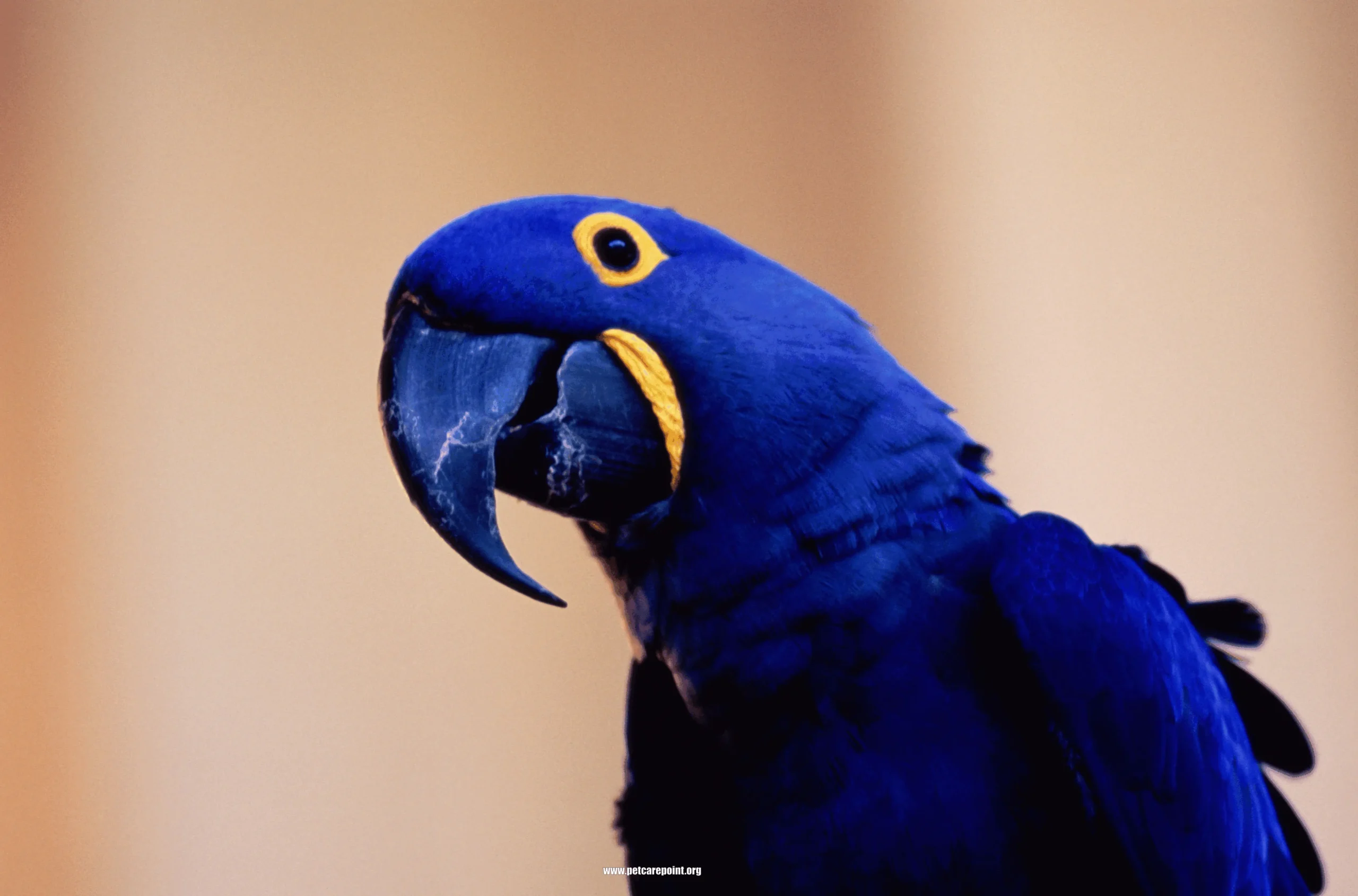 types of blue parrots