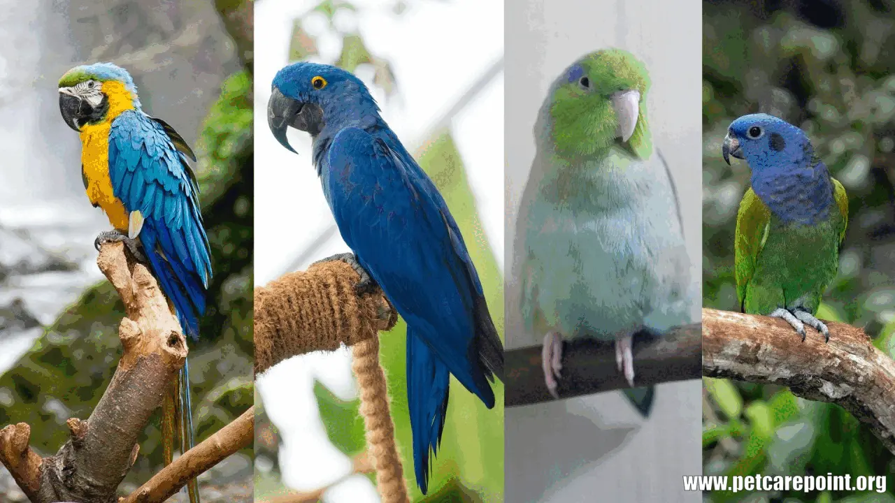 types of blue parrots