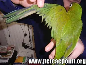 How To Clip Parrot Wings