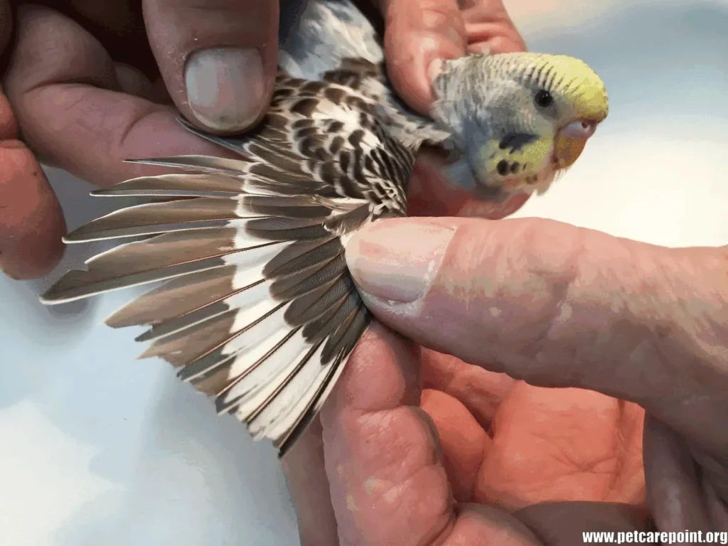 How To Clip Parrot Wings