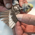 How To Clip Parrot Wings