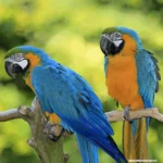 Most popular parrots