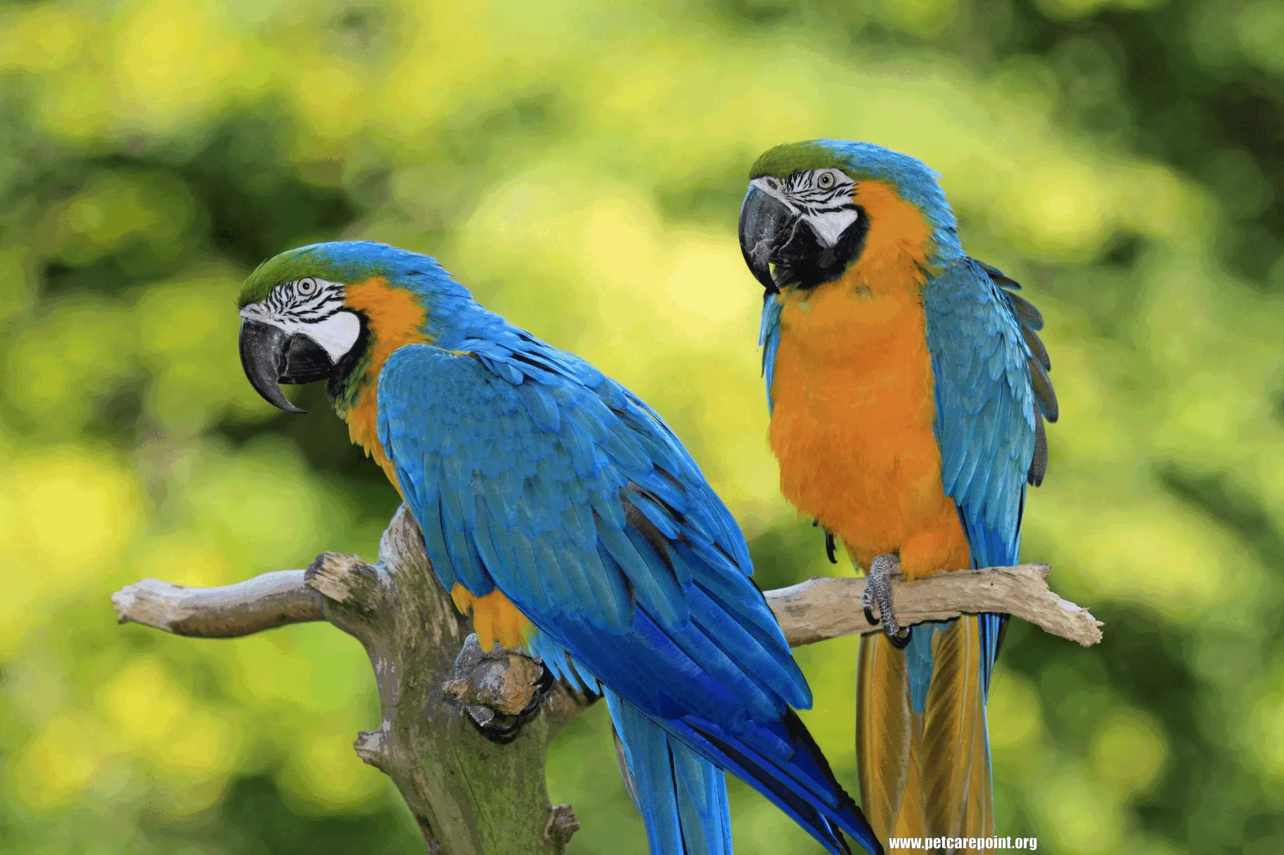 Most popular parrots