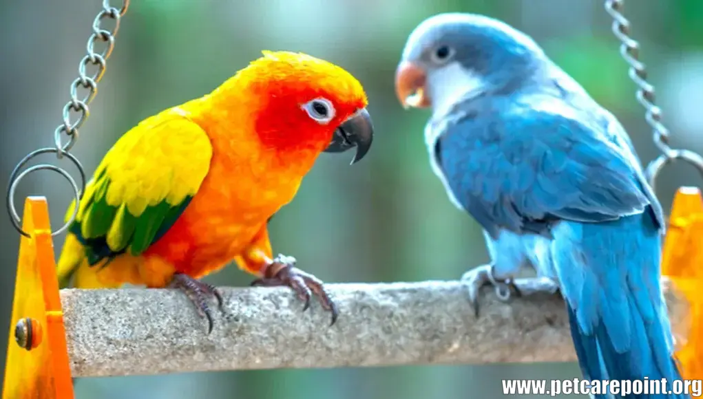 Most popular parrots