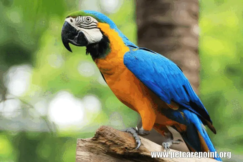 Most popular parrots