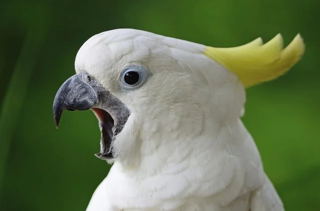 How To Stop A Parrot From Screaming