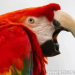 How To Stop A Parrot From Screaming