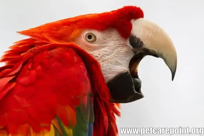 How To Stop A Parrot From Screaming