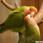 small parrot types