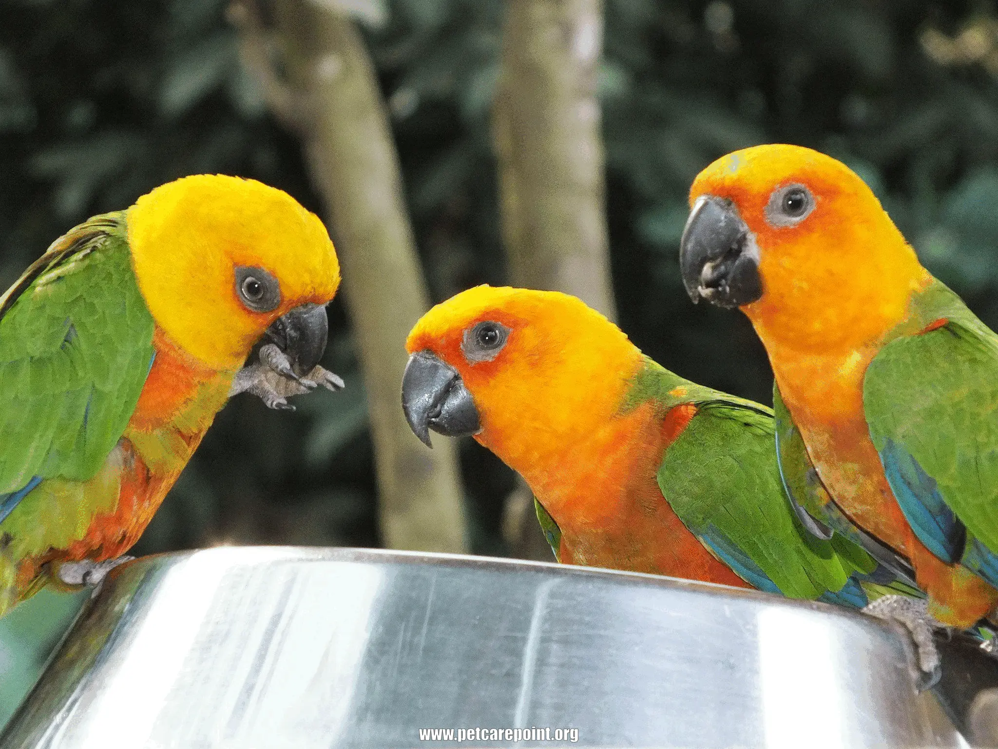 small parrot types