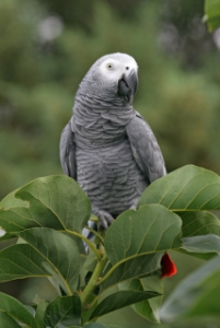 different types of parrots with pictures