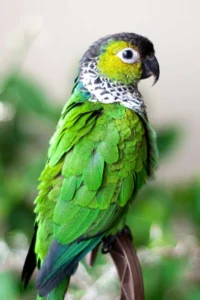 different types of parrots with pictures