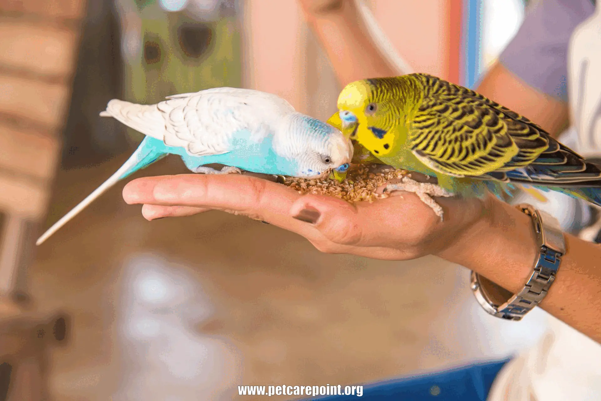 How to Make Parrots Friendly 