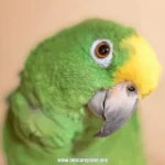 How to Make Parrots Friendly