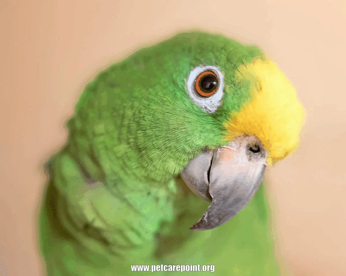 How to Make Parrots Friendly 