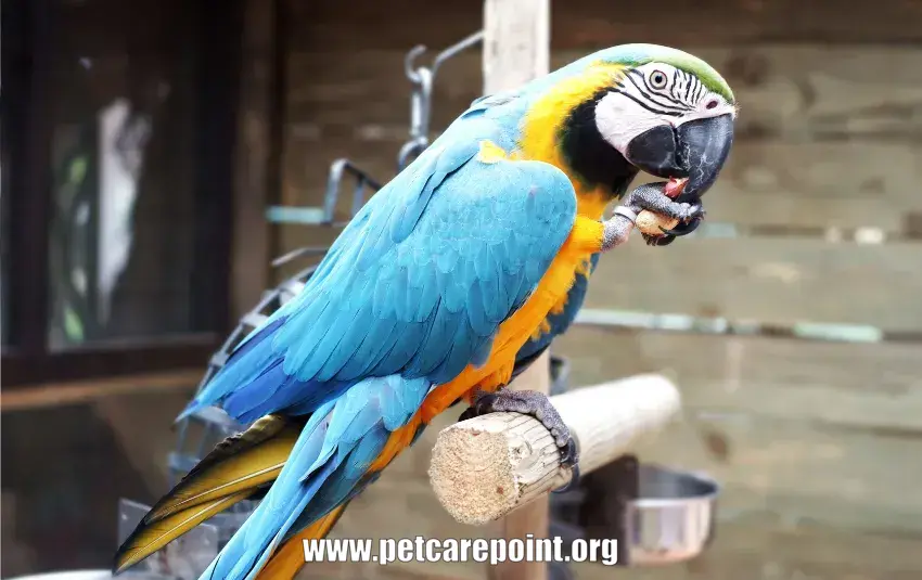 Types of pet parrots