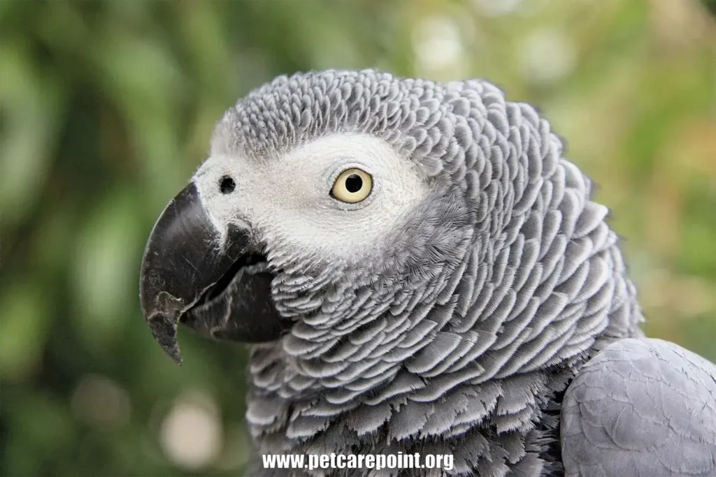 African Parrot Species