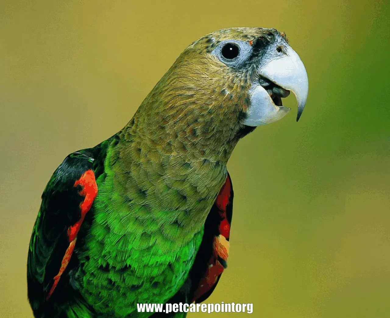 African Parrot Species