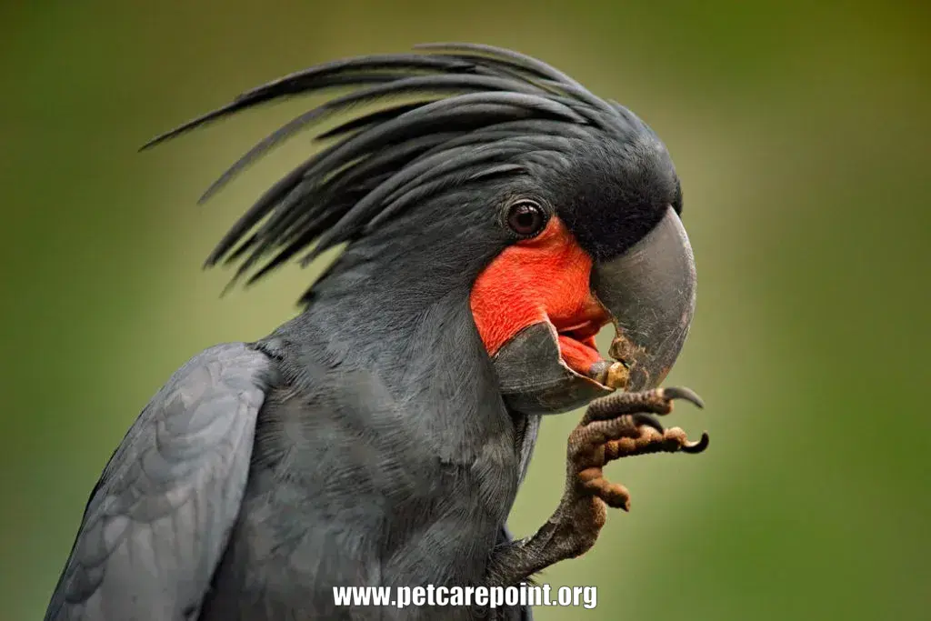 australian parrot types