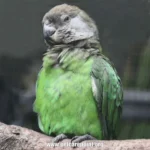 brown headed parrot