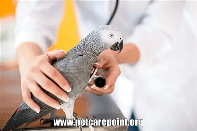  how to take care of parrots