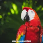 how to take care of parrots