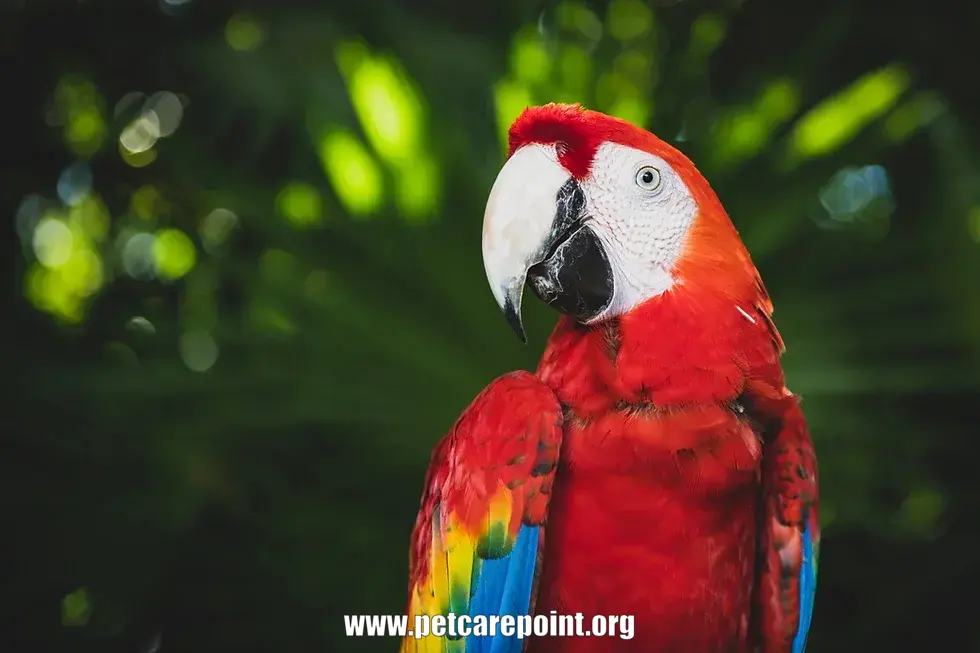 how to take care of parrots