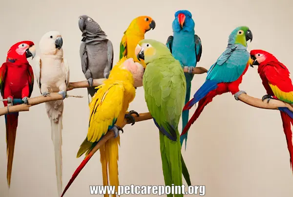 different types of parrots with pictures