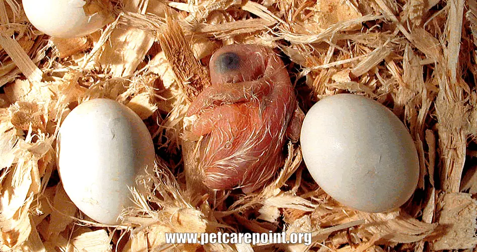 Parrot laying egg