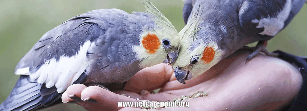  how to take care of parrots