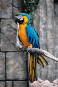 different types of parrots with pictures