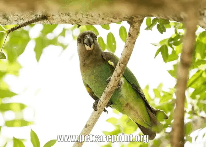 African Parrot Species