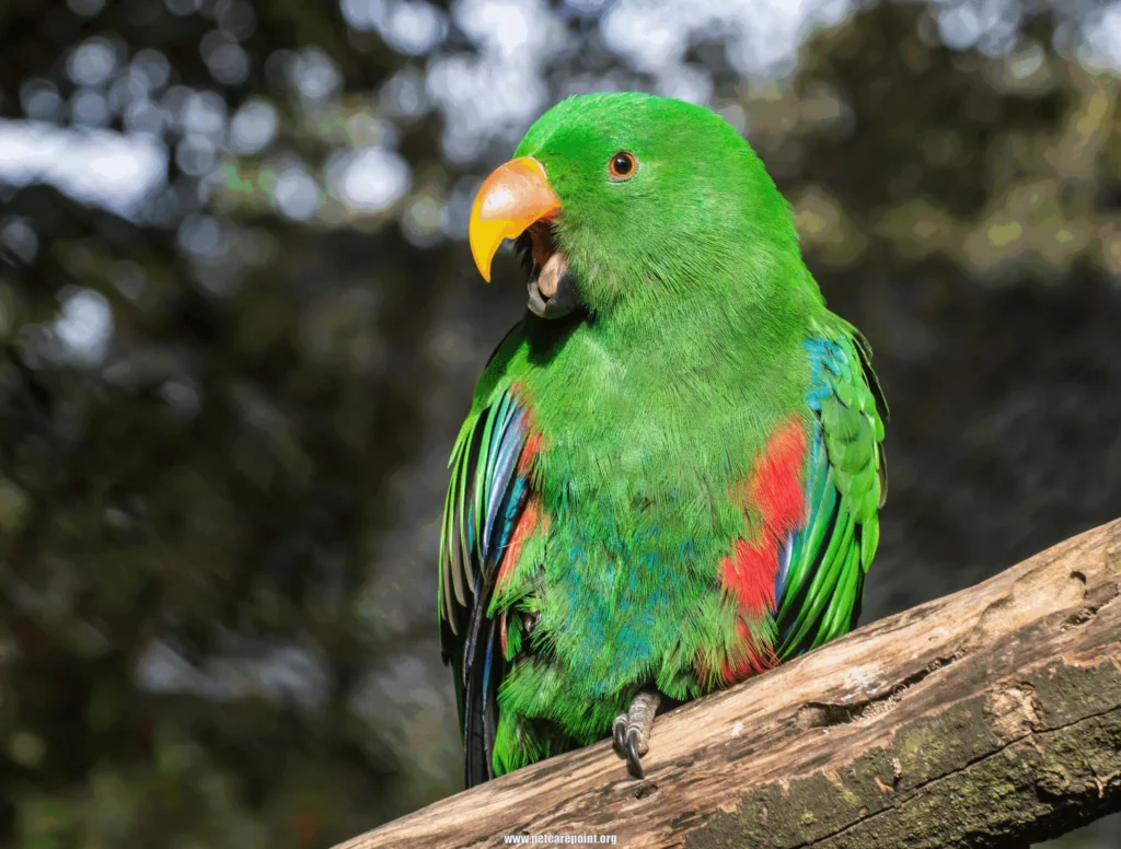 green parrot names