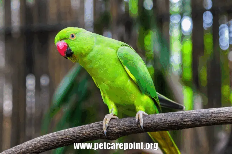 green parrot names