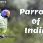 types of parrots in india