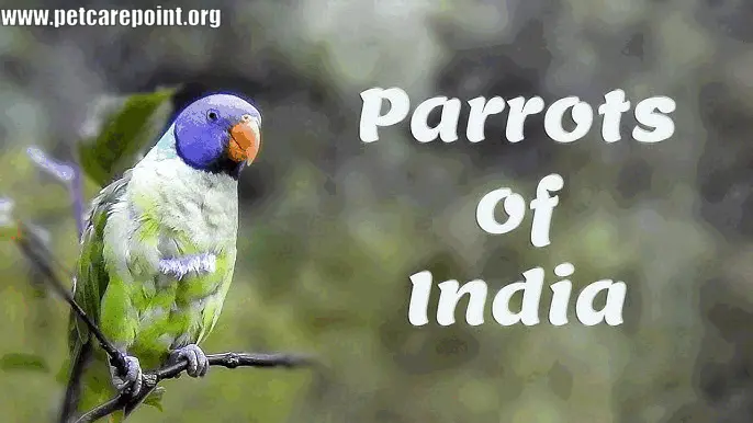 types of parrots in india