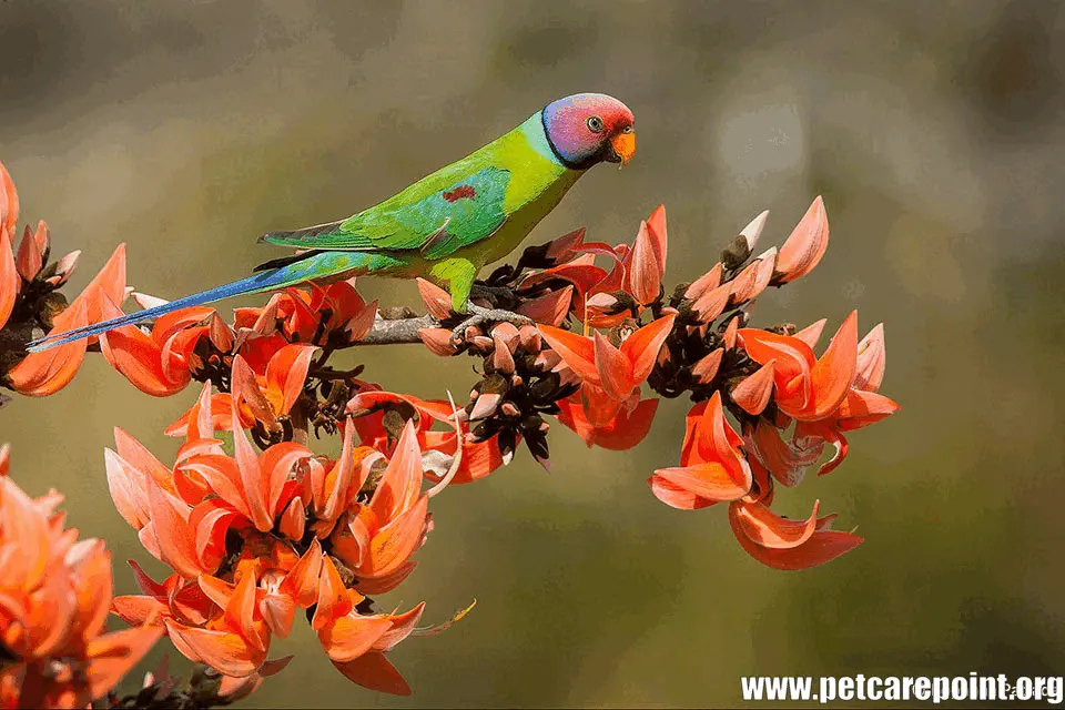 types of parrots in india