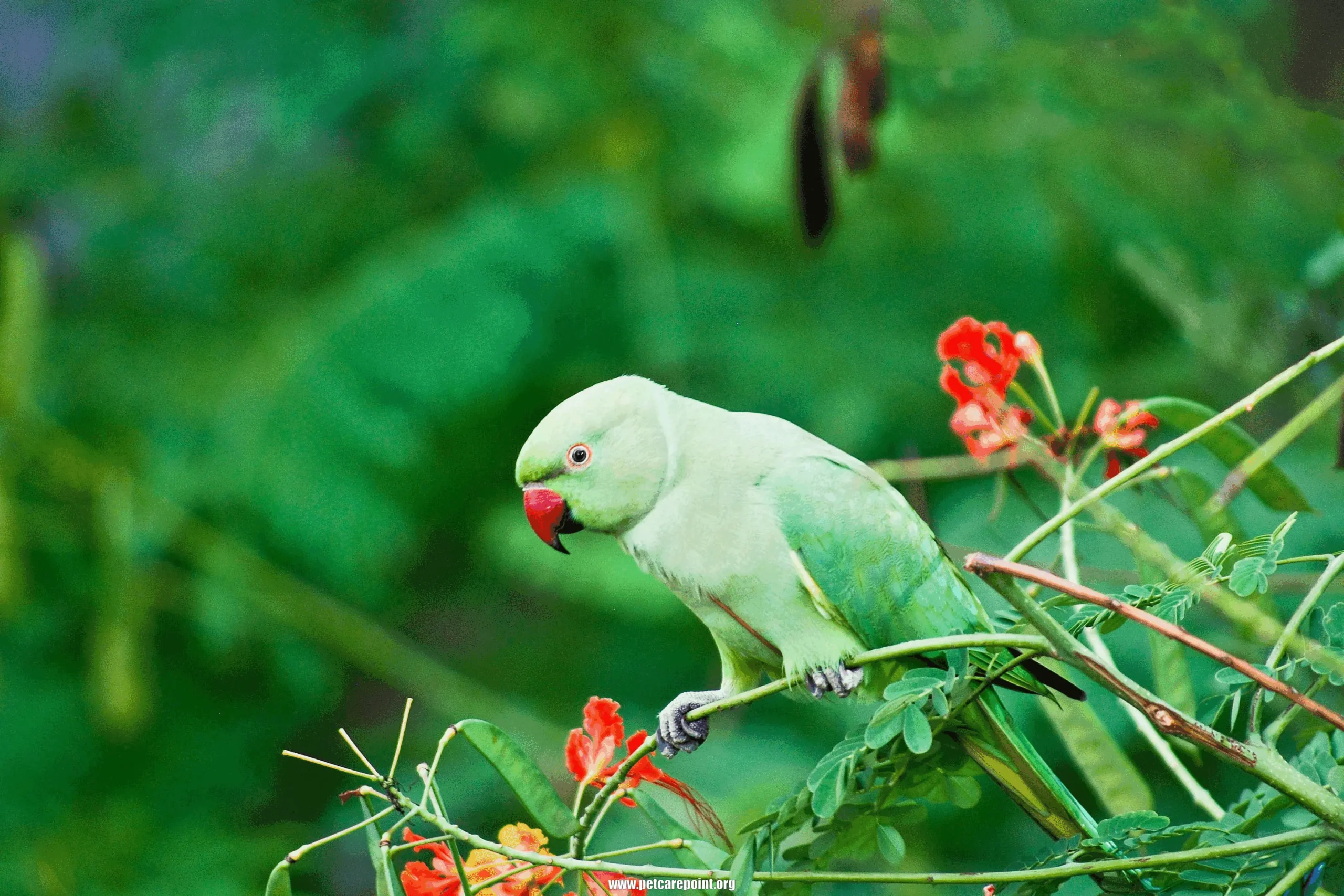 types of parrots in india