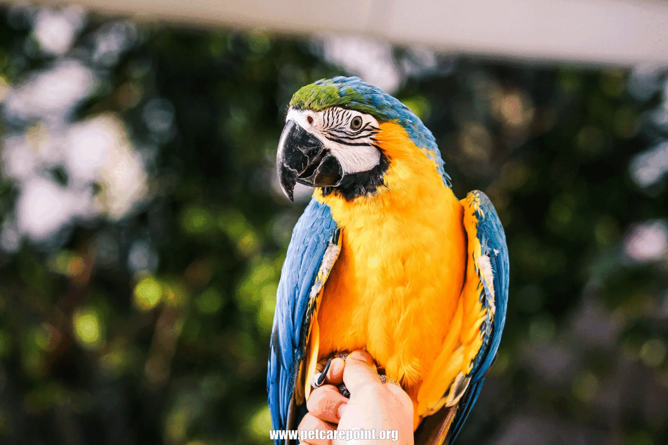  Why Parrots Are Good Pets?