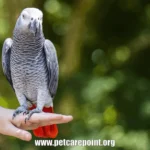  Why Parrots Are Good and Friendly Pets?