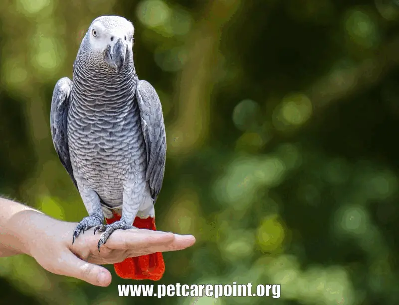  Why Parrots Are Good and Friendly Pets?