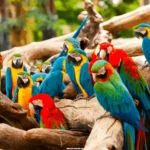 Types of pet parrots