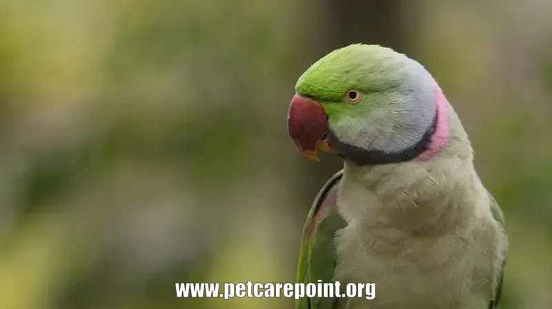 How to Teach A Quaker Parrot to Talk