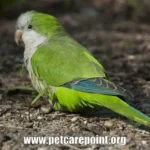 Quaker Parrot Care