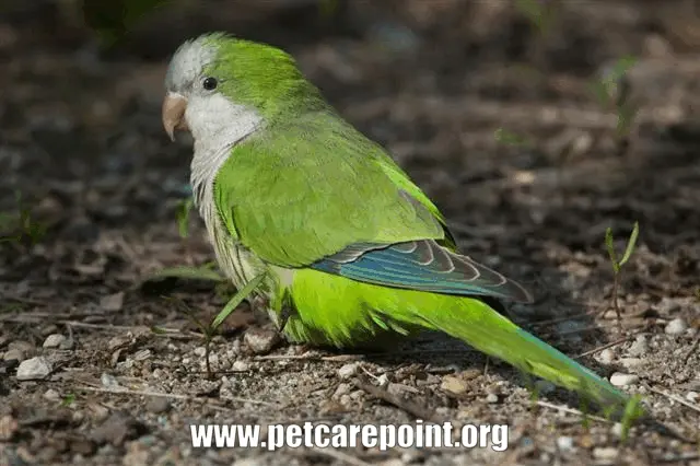 Quaker Parrot Care