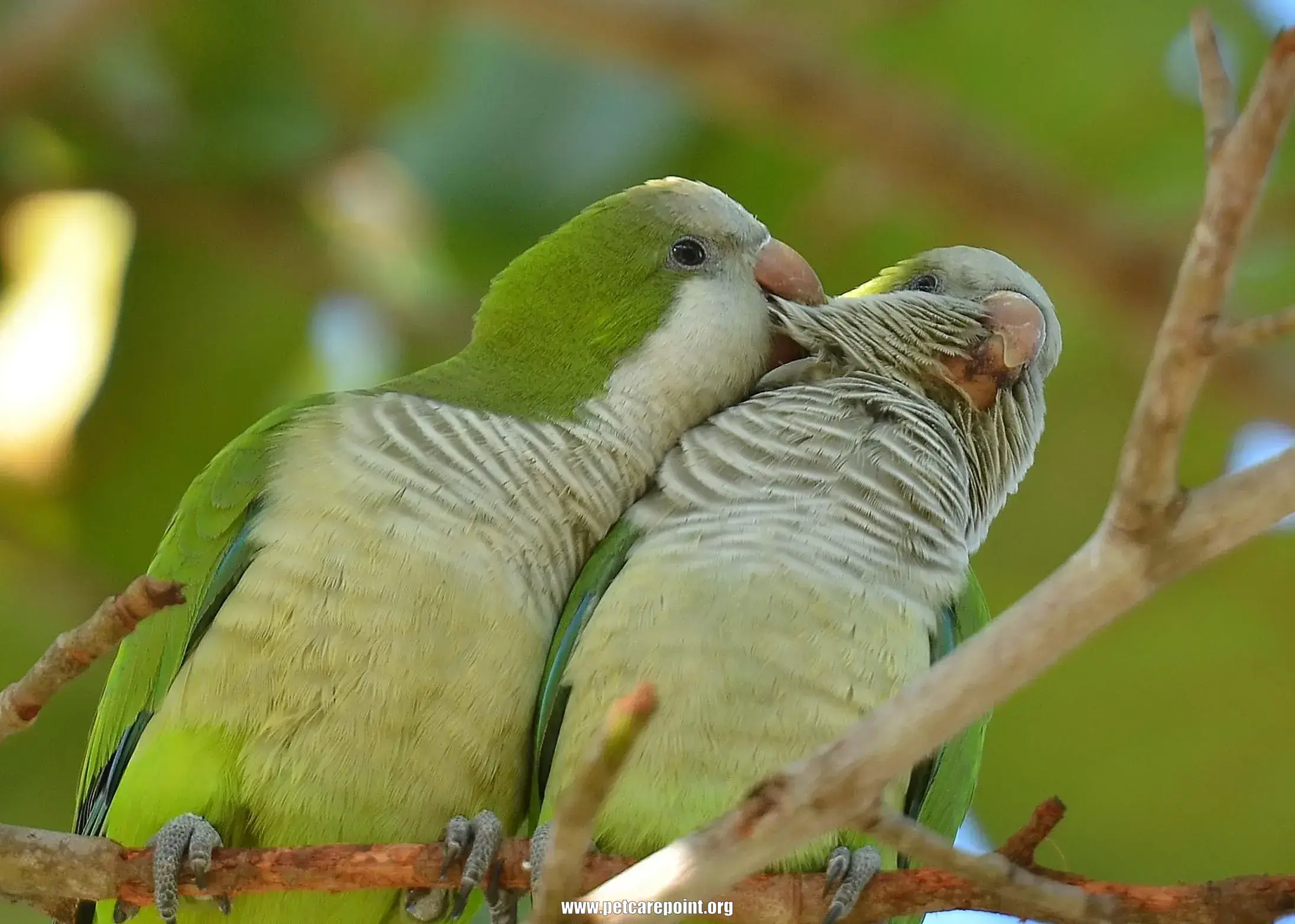 Quaker Parrot Care